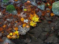 Gestautes Herbstlaub in kleinem Bachlauf